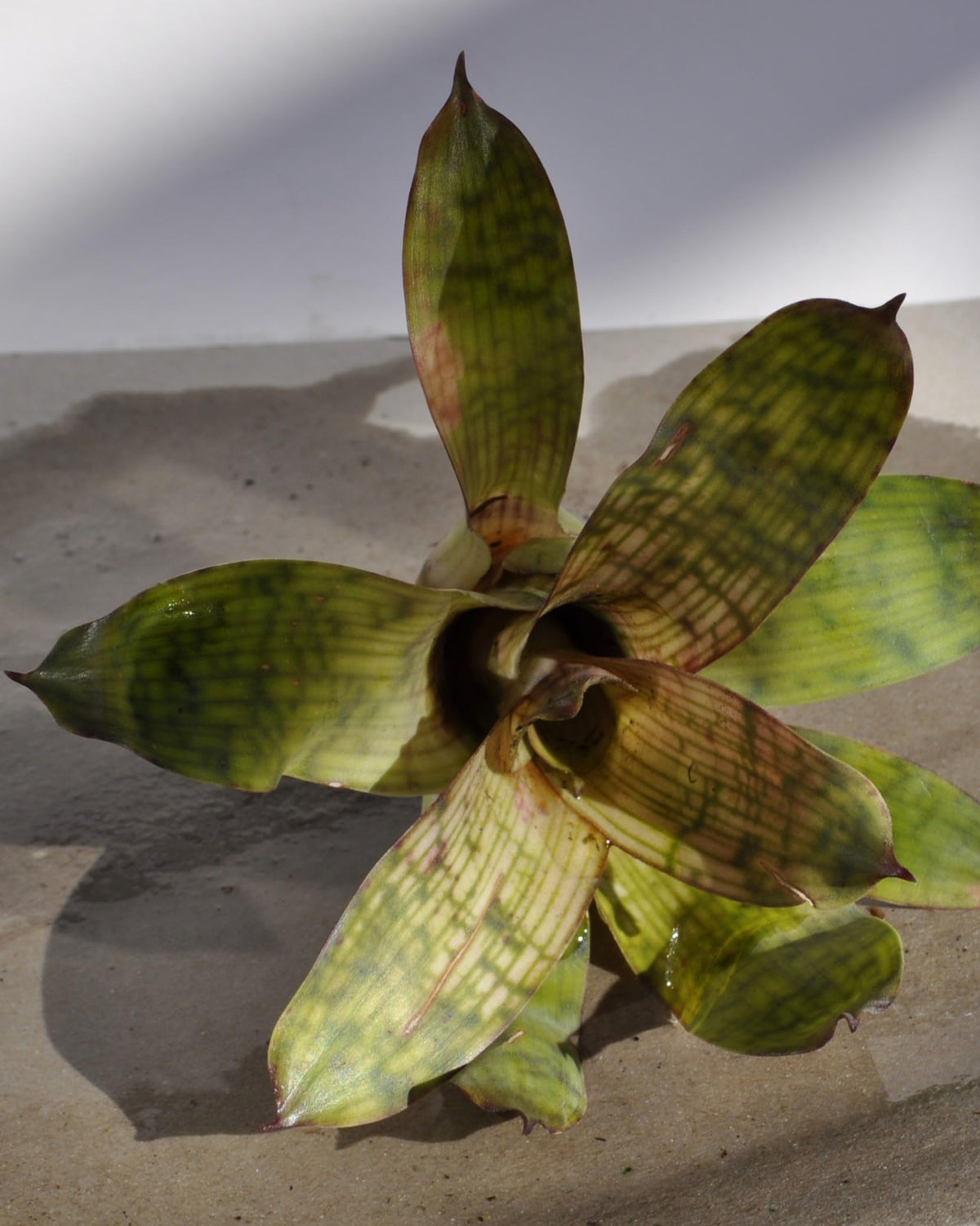 Vriesea gigantea 'Nova' S; bromelia reticulada; Curiosarium; altura 10-12 cm, diámetro 10-12 cm, sin sustrato_2