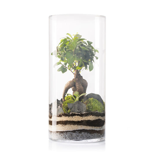 Terrario Amazonia Tower Ficus Ginseng Ø25 x 53 cm