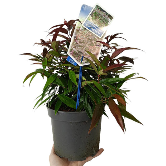 Leucothoe Keiskei Burning Love M17_0