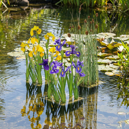 Espadaña Enana Typha Minima Planta Estanque - Set 4 Plantas Con Cesta Sustrato_2