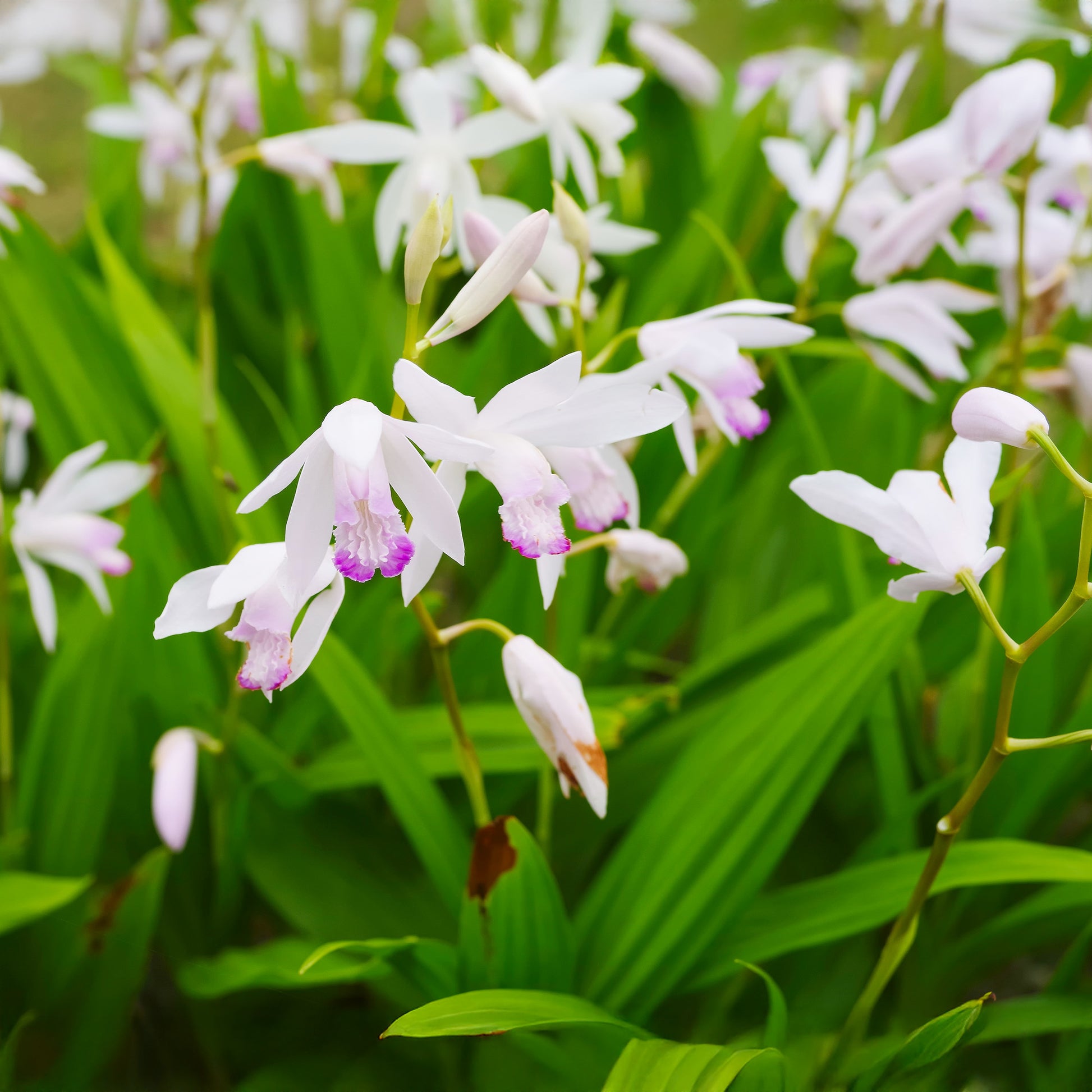 Orquídea De Jardín Blanca - Bletilla Striata Alba - 12 Plantas Y 3 Cestas_1