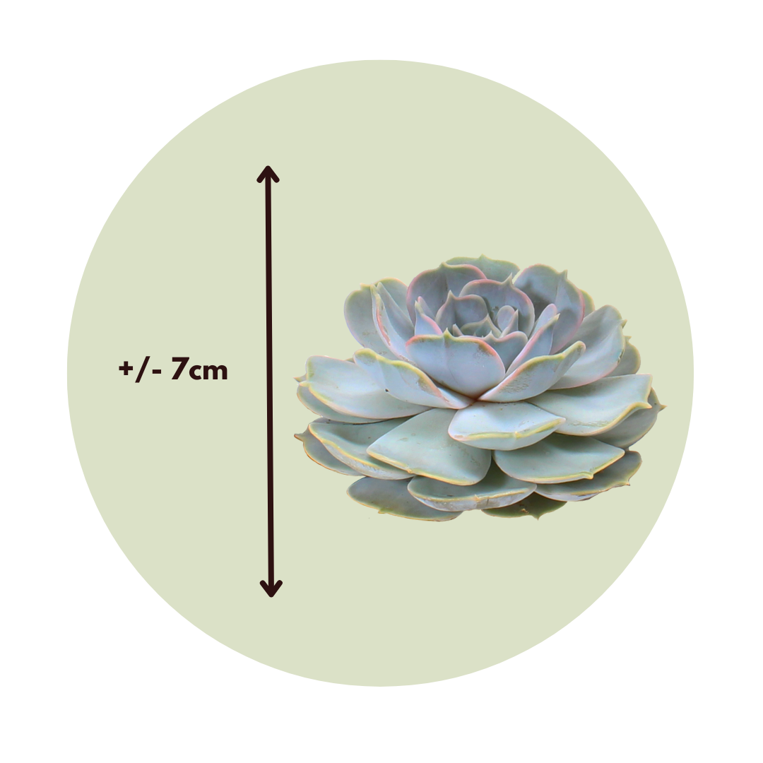 Echeveria Creatividad - 5 Pzs - Echeveria Lilacina - Altura 7cm