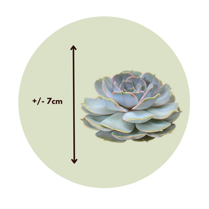 Echeveria Creatividad - 5 Pzs - Echeveria Lilacina - Altura 7cm