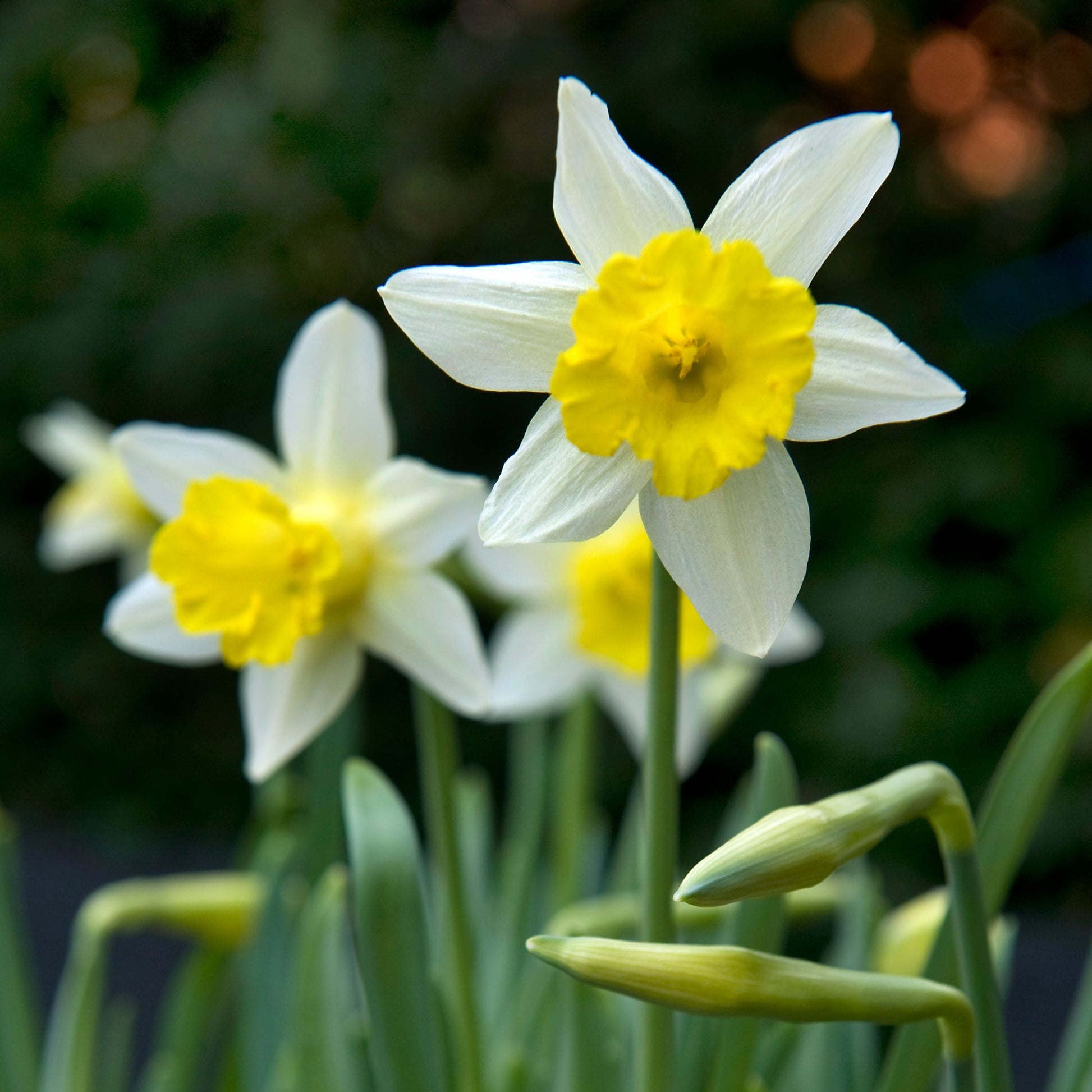 Bulbos Para Insectos - Mezcla De 50 - Resistentes Y Perennes