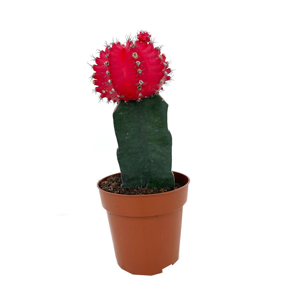 Cactus Injertado Gymnocalycium Japan M8  20cm_1