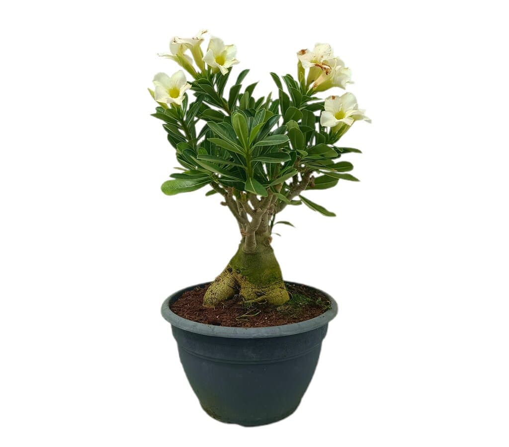 Adenium M25 35cm_0