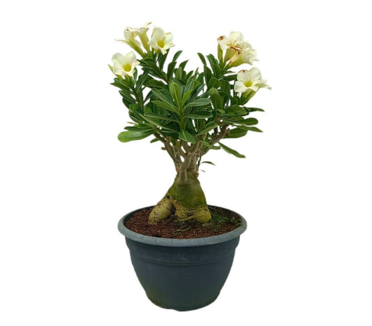 Adenium M25 35cm_0