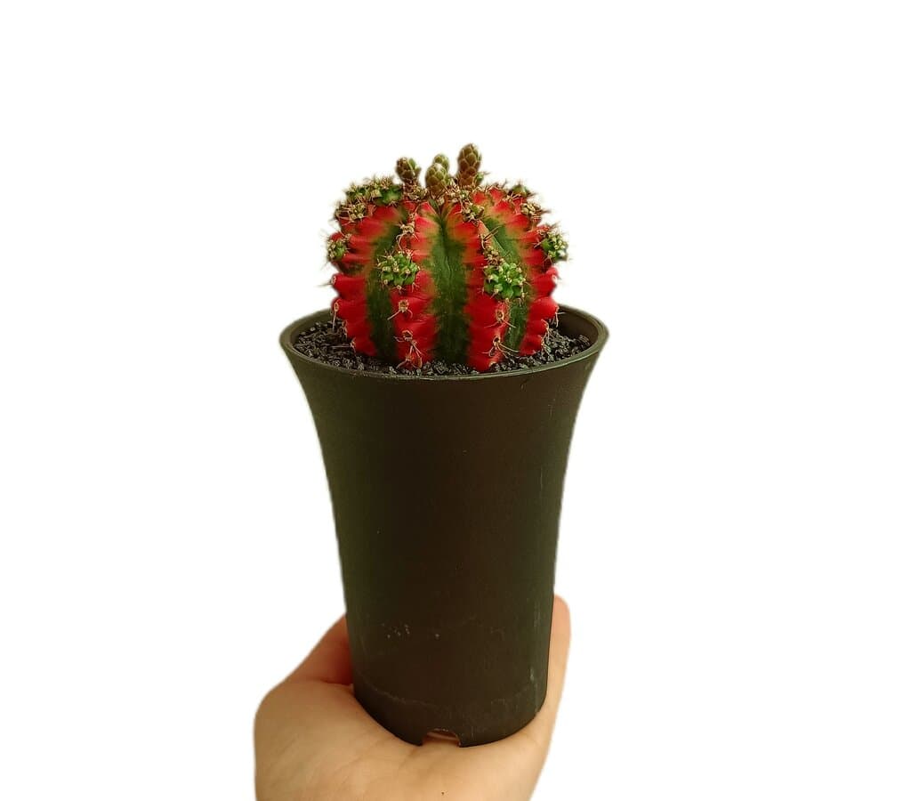 Gymnocalycium Variegata M10 (unidad)_0