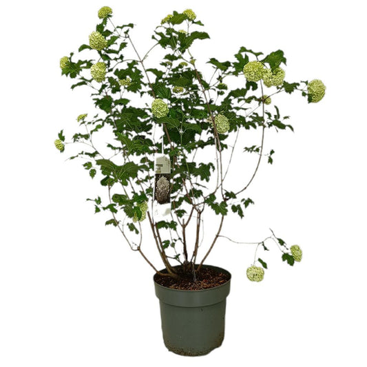 Viburnum Opulus Roseum M27_0