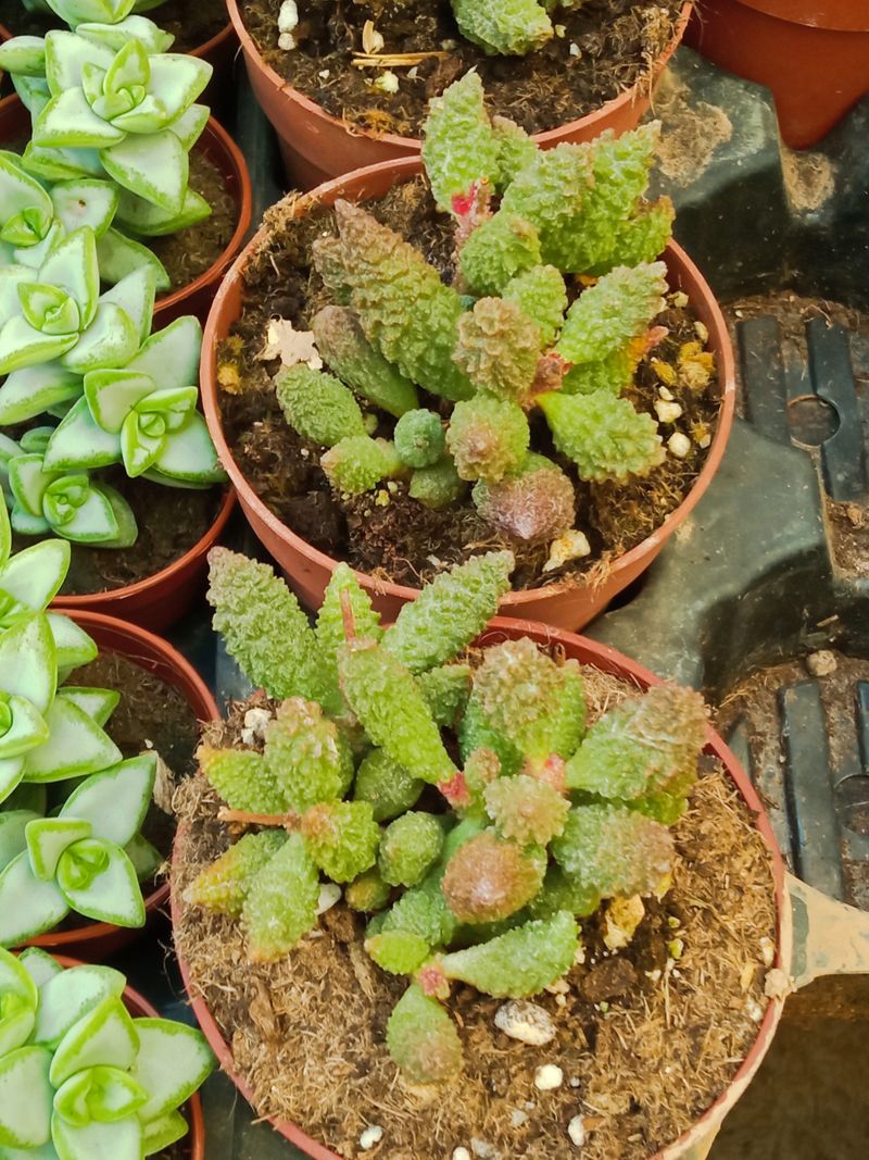 Adromischus Herrei Ø Planta Suculenta_0