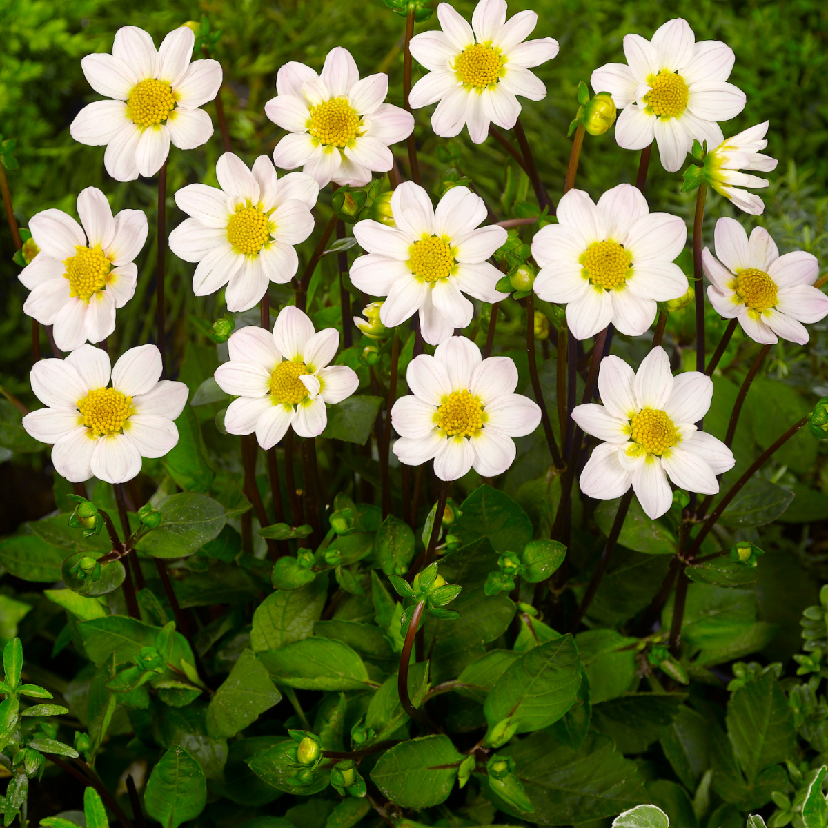 Tubérculos De Dalia - 4 Pzs - Dahlia 'white Love' - Blanco_1