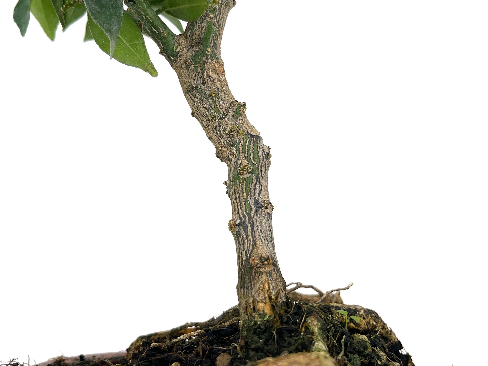 Bonsái Citrus Myrtifolia – Naranjo 8 Años