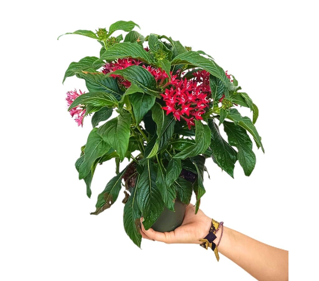 Pentas Lanceolata M13