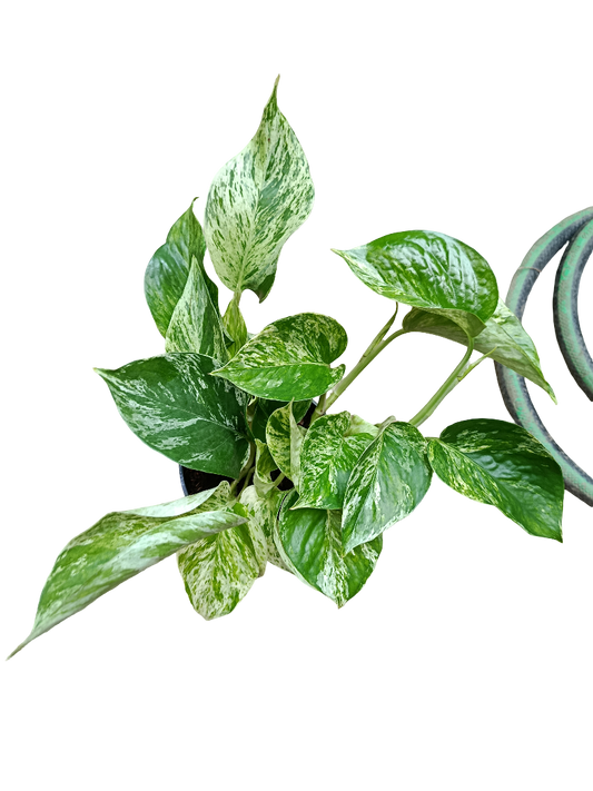 Planta Natural Epipremnum Marble Queen 1 Ud Ø 12 Alt. 20_0