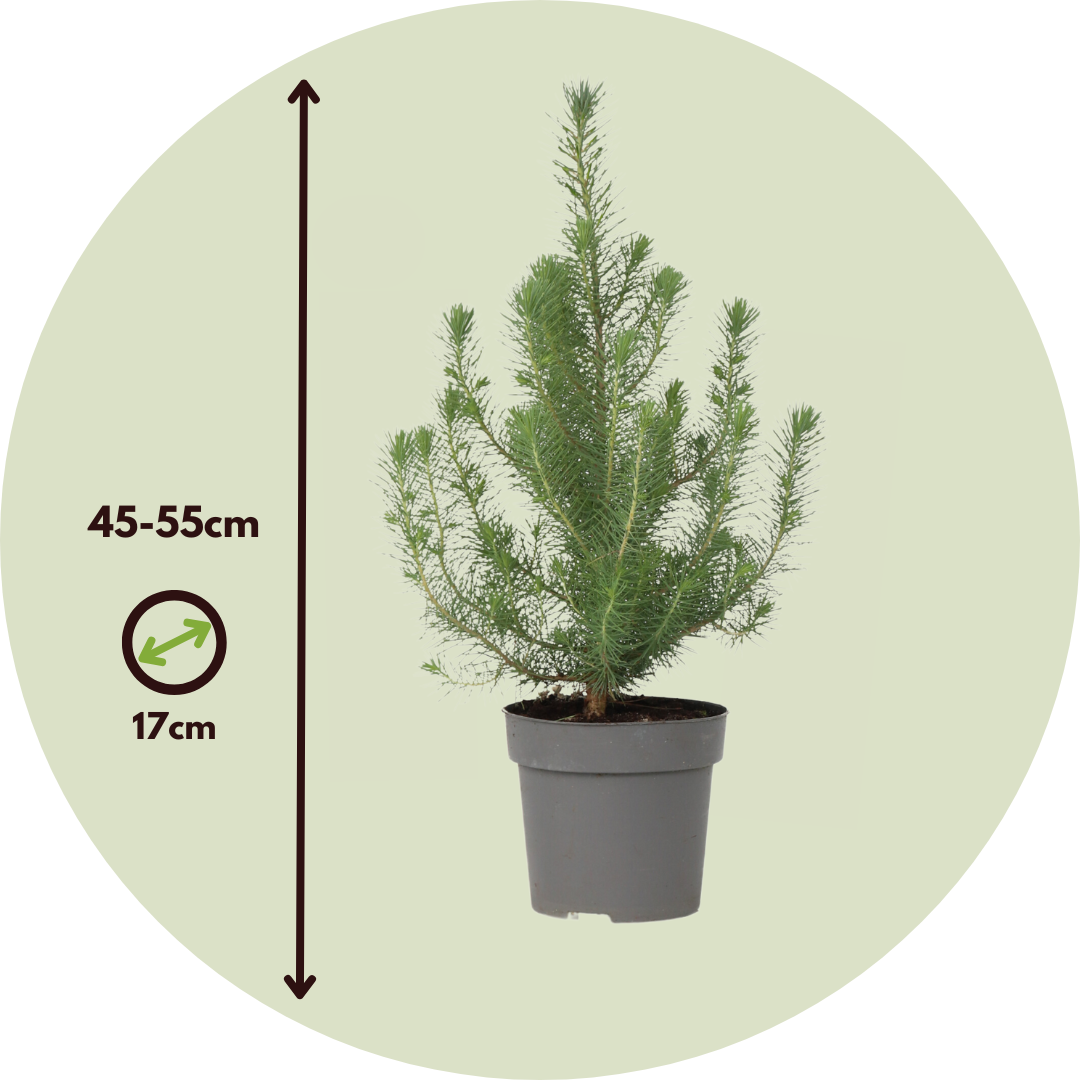 Árbol Navideño - Pinus Pinea 'silver Crest' - Altura 45-55cm - ⌀17cm_2