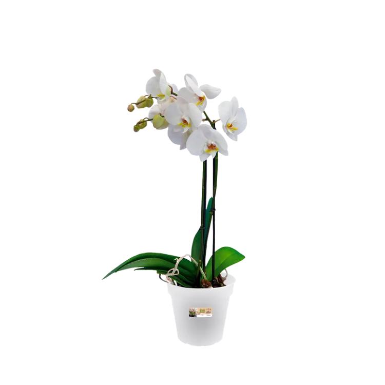 Tiesto orquídeas Green Basics Elho Transparente 13 cm