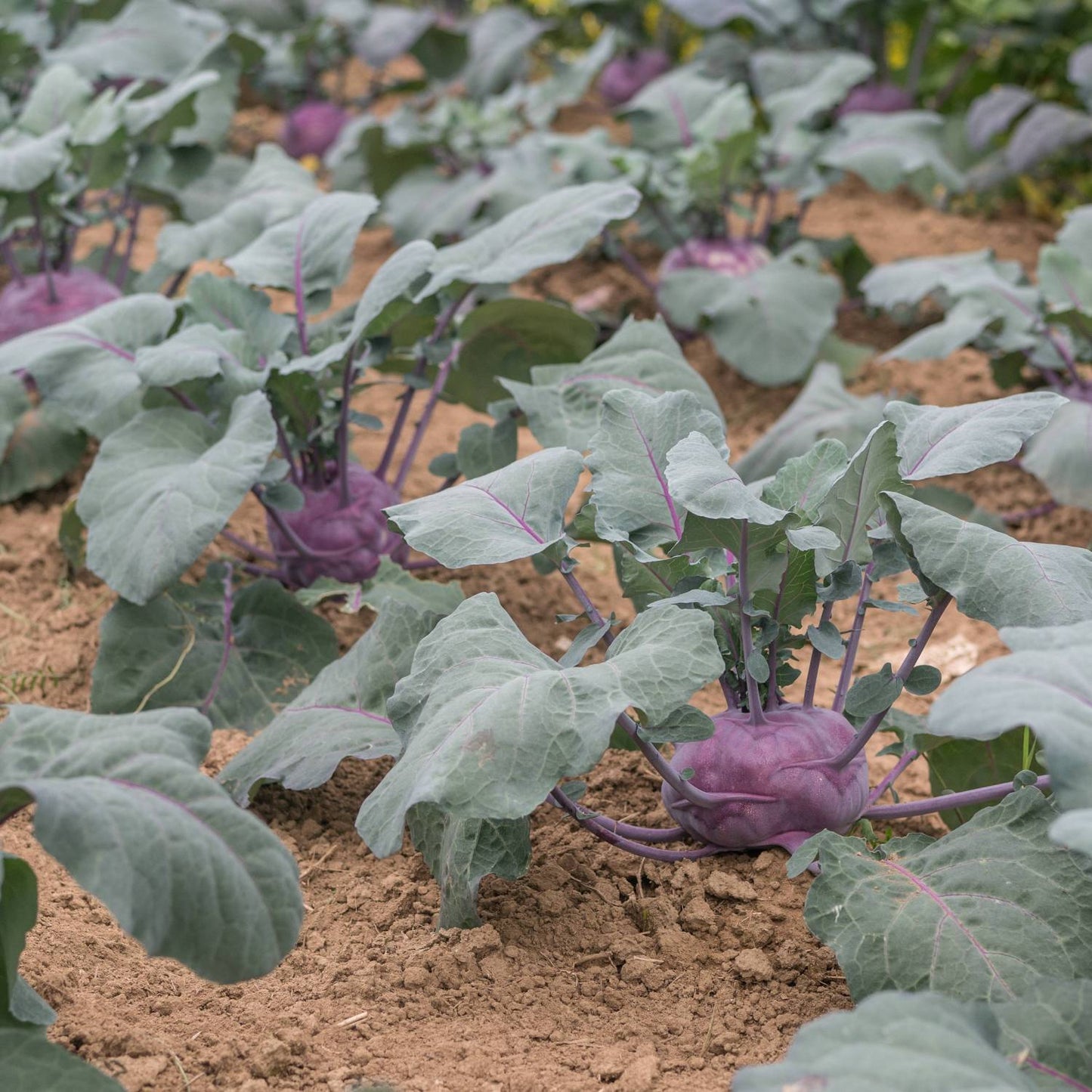 Semillas Colinabo Azur Star Ecológico