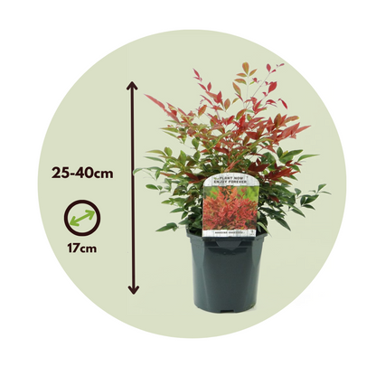 Bambú Sagrado - 2 Pzs - Nandina Domestica 'obsessed' - Altura 25-40cm - ⌀17cm_2
