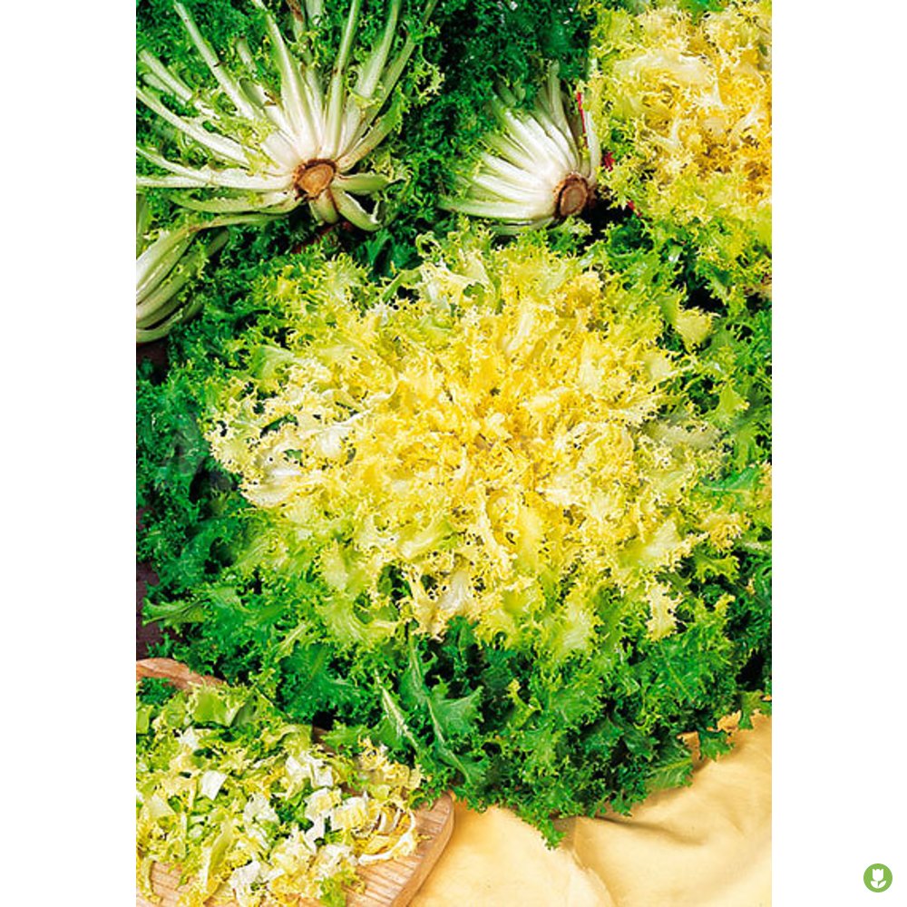 Semillas Eco.escarola Rizada