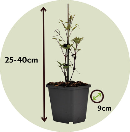 Clemátide - 4 Pzs - Clematis Hybrid 'taiga' - Altura 25-40cm - ⌀9cm_2