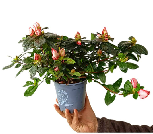 Azalea Simsii M13_0