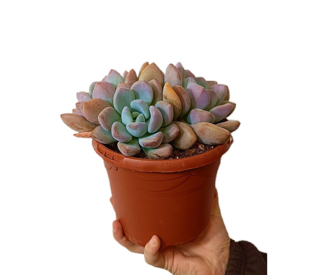 Echeveria Opalina M17_0
