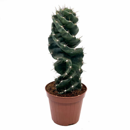 Cereus Forbesii Spiralis Cactus Y Suculentas M14 cm Ø_0