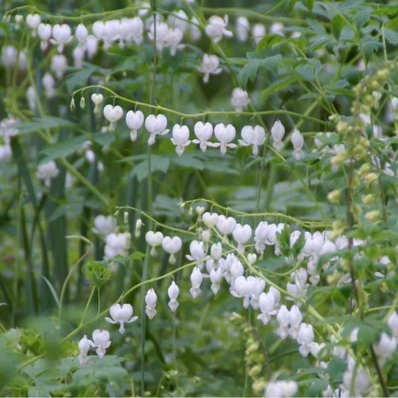 1 Bulbo Dicentra Spectabilis Alba Planta Flor_0