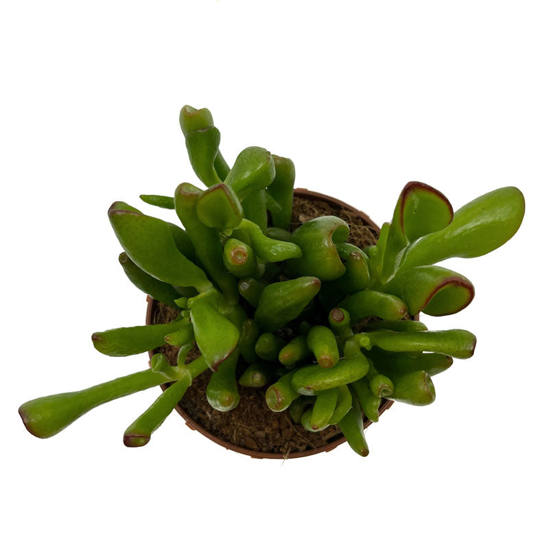 Crassula Ovata 'skinny-fingers' Cactus Y Suculentas M8,5 cm Ø_1