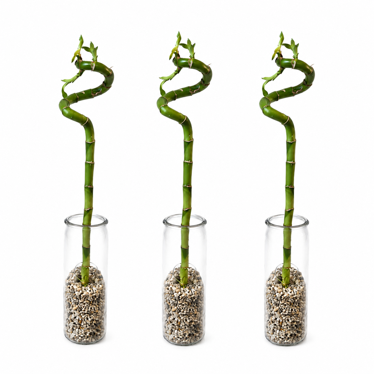Lucky Bamboo (bambú) 3x Dracaena Sanderiana - Planta, Vidrio Y Piedras - 40-45cm_0