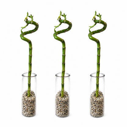 Lucky Bamboo (bambú) 3x Dracaena Sanderiana - Planta, Vidrio Y Piedras - 40-45cm_0