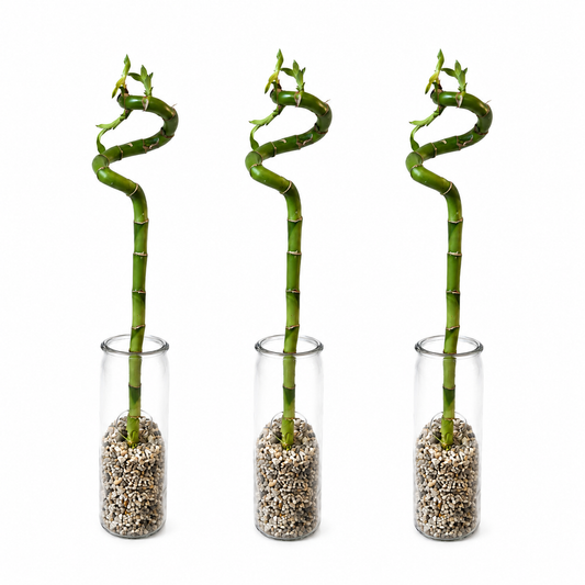 Lucky Bamboo (bambú) 3x Dracaena Sanderiana - Planta, Vidrio Y Piedras - 40-45cm_0