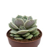 Echeveria Lola Cactus Y Suculentas M8,5 cm Ø