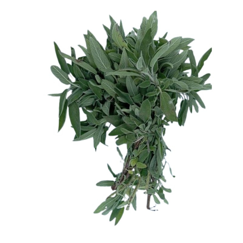 Salvia fresca Extremadura Eco_0