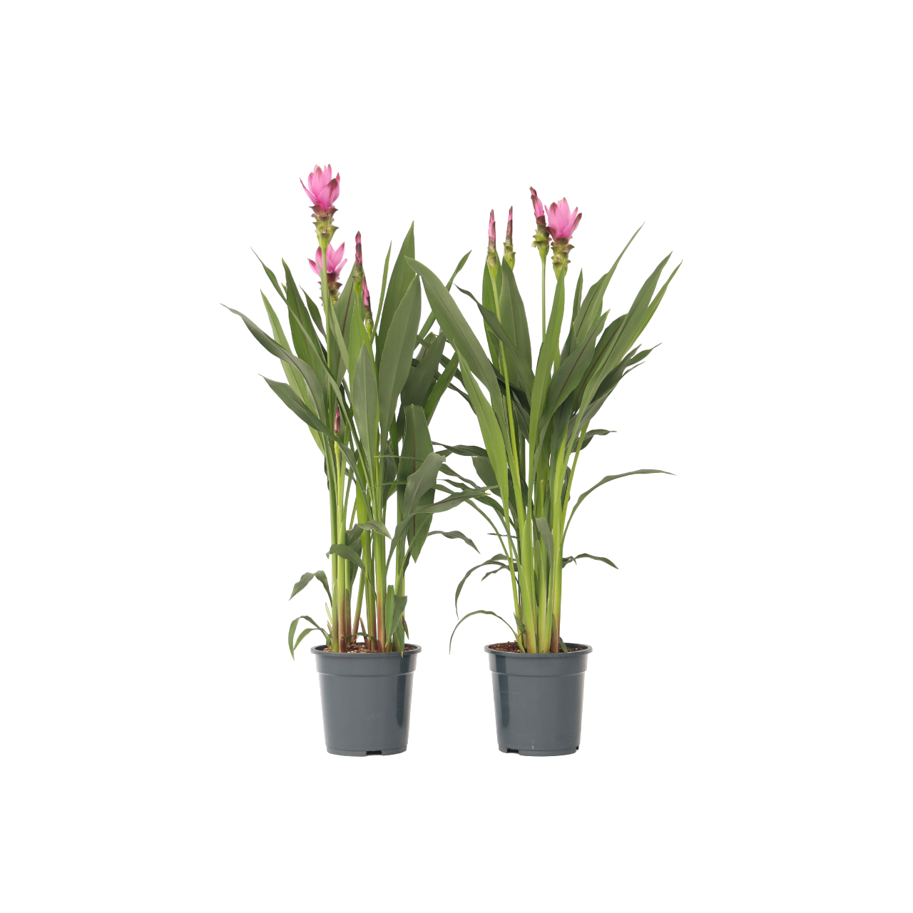 Tulipán De Siam - 2 Pzs - Curcuma 'siam Supreme' - Altura 70-90cm - ⌀19cm_0
