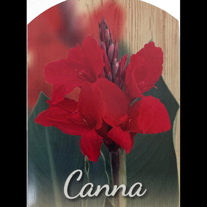 Canna Indica M17 60cm_1