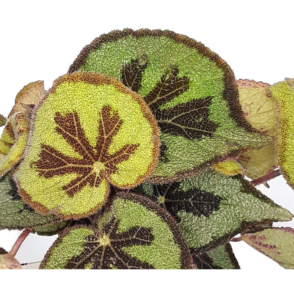 Begonia Masoniana M15 40cm_1