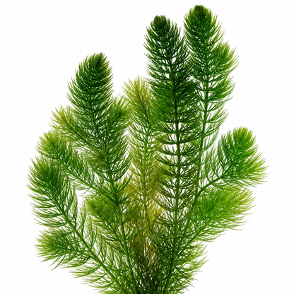 Ceratofilo Ceratophyllum Demersum Estanque - 2l Planta Oxigenante Flotante Algas_0