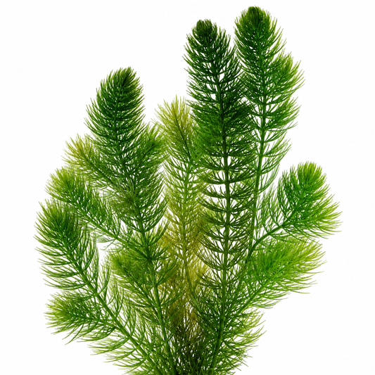 Ceratofilo Ceratophyllum Demersum Estanque - 2l Planta Oxigenante Flotante Algas_0