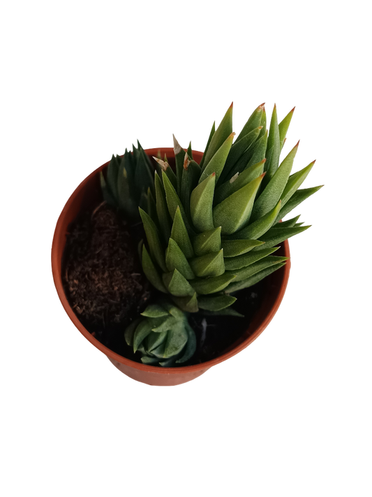 Haworthia Glauca Planta Suculenta Ø5_0