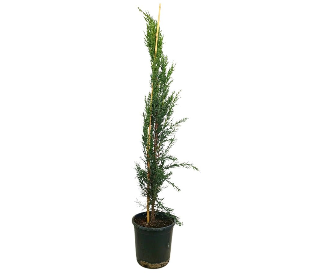 Cupressus Sempervirens M22 150-175cm