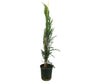 Cupressus Sempervirens M22 150-175cm