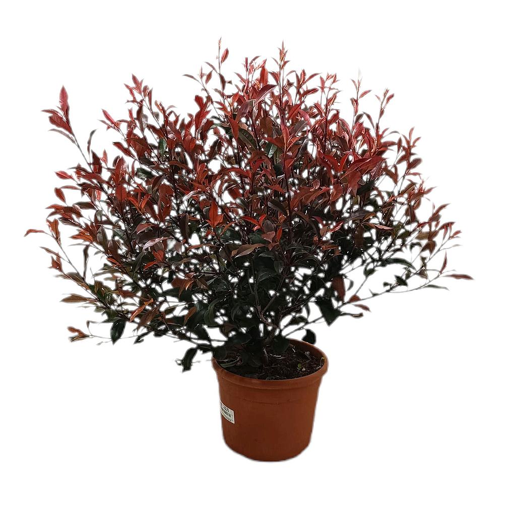 Photinea Fraseri Robusta M25 50cm