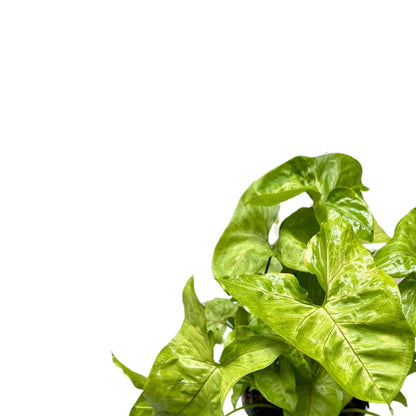 Syngonium Planta De Interior (syngonium Podophyllum)