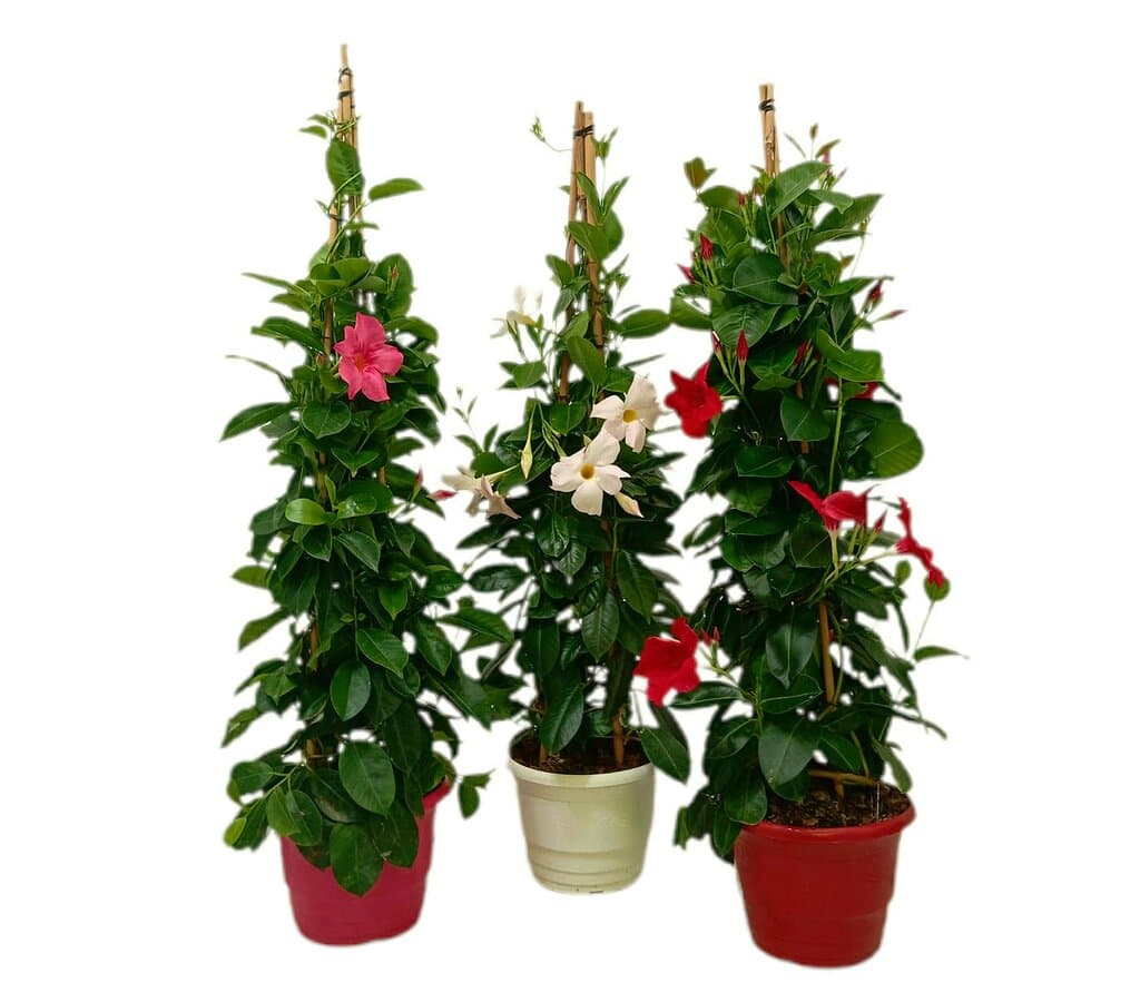 Dipladenia Pirámide 3 Cañas Variado M20_0