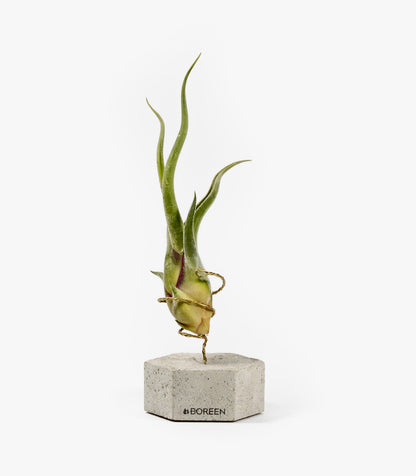 Planta De Aire Tillandsia Caput Medusae Con Hexágono De Hormigón_0