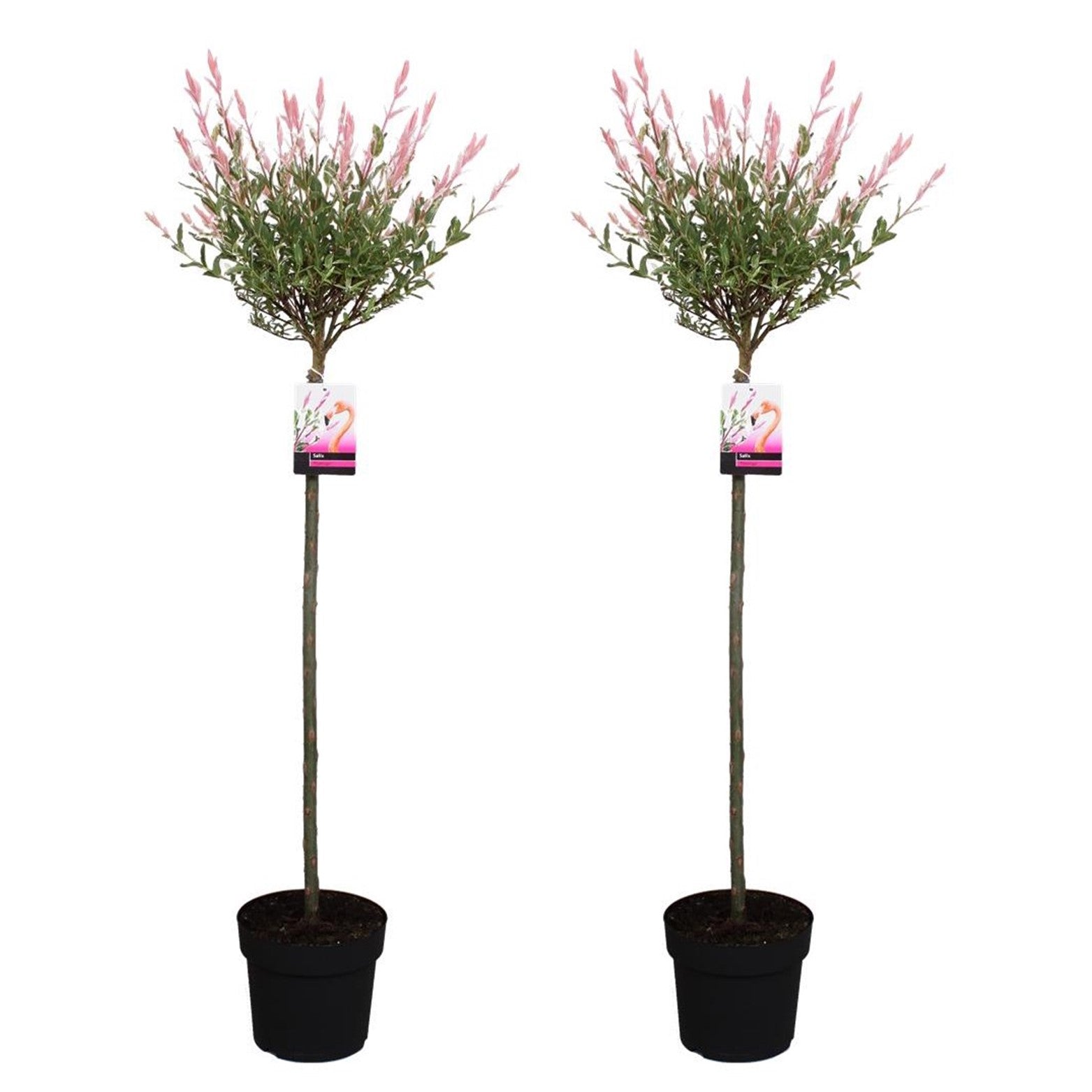 Árbol Flamenco - 2 Pzs - Salix Integra 'flamingo' - Altura 110-120cm - ⌀21cm_0