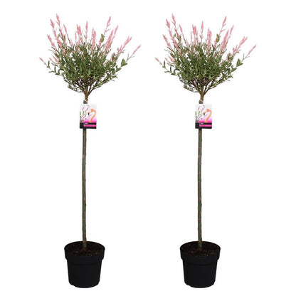 Árbol Flamenco - 2 Pzs - Salix Integra 'flamingo' - Altura 110-120cm - ⌀21cm_0