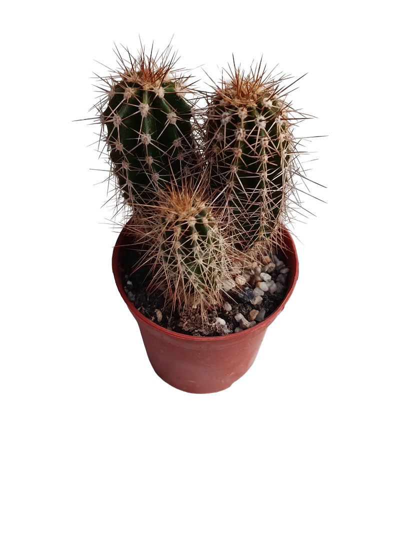 Pachycereus Pringlei Cactus Pequeño Ø5_0