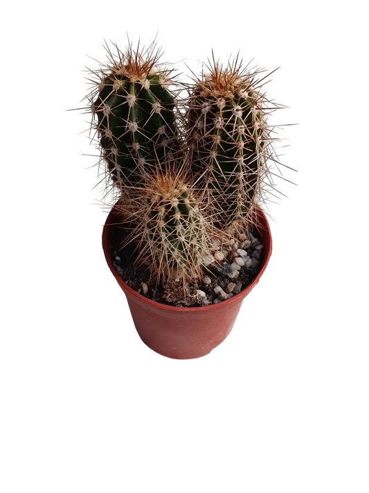 Pachycereus Pringlei Cactus Pequeño Ø5_0